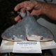 Image for article titled Fisherman finds a bull shark with two heads